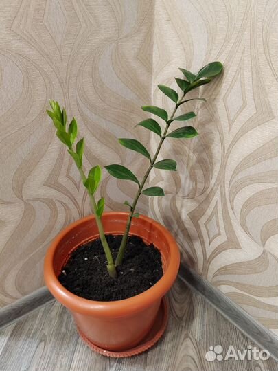 Замиокулькас