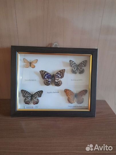 Бабочки в рамках