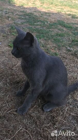 Стерелизованная Маркиза