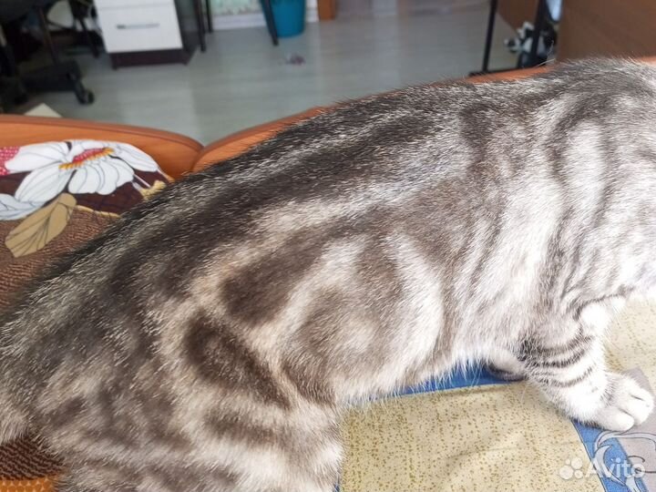 Шотландская кошечка