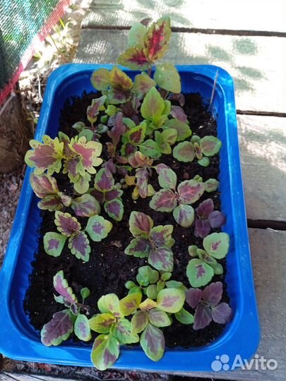 Колеусы вегетативные (сеянцы)