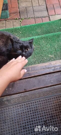 Подбросили на даче ласкового чёрного кота