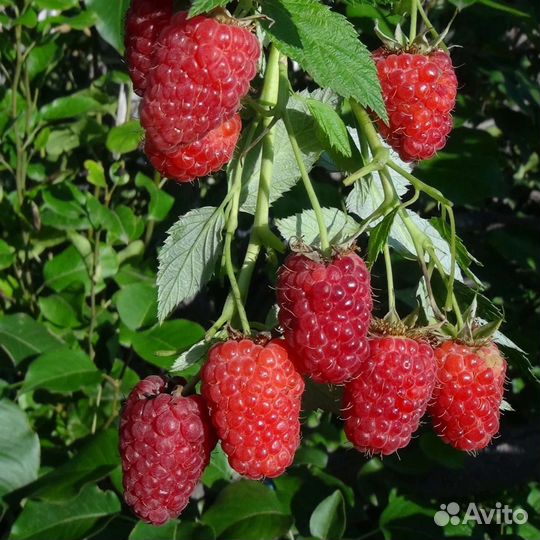 Саженцы Малины Крупная