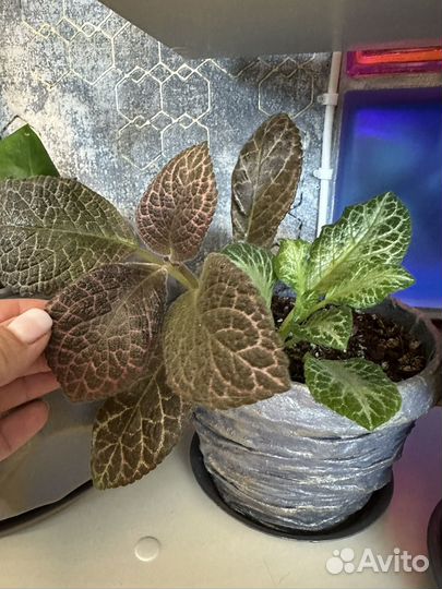 Эписция мята