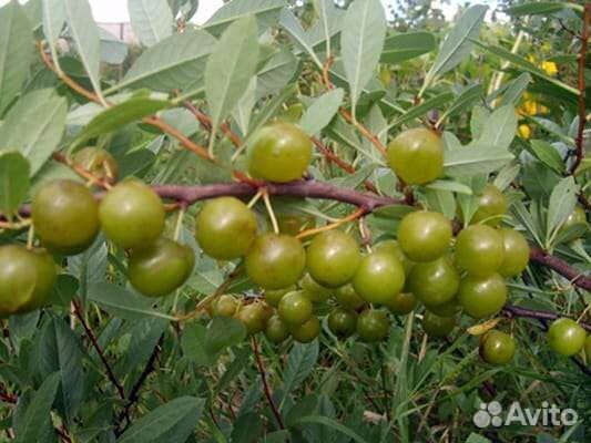 Вишня зелёноплодная: Пирамидальная, Зкс