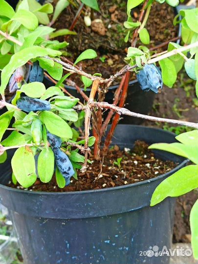 Жимолость плодовая