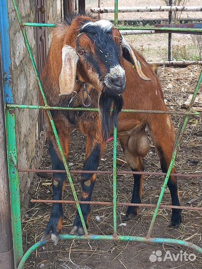 Продам нубийского козла