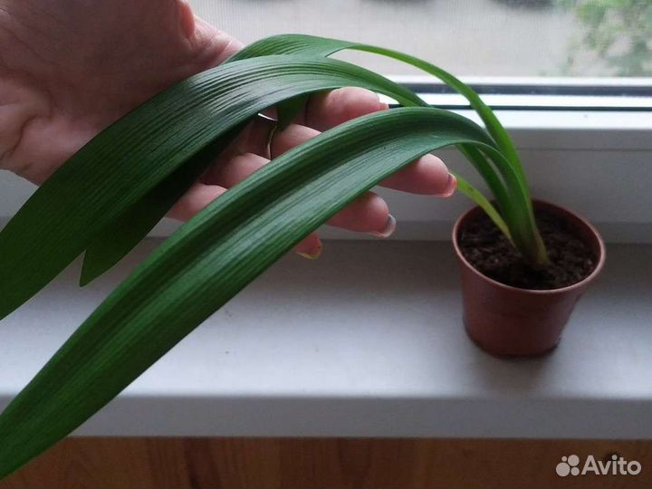 Гиппеаструм