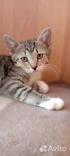 Котенок 2 месяца
