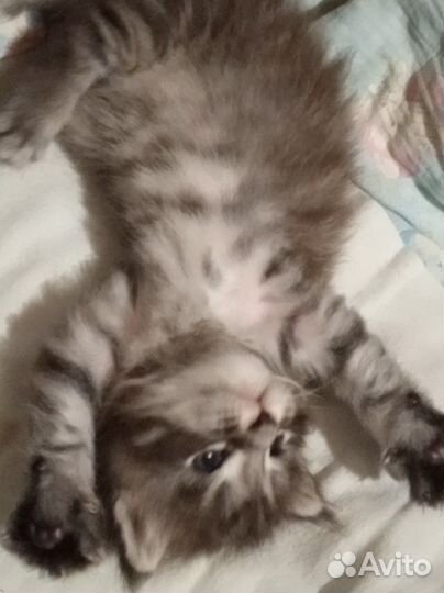 Котята мэйн кун