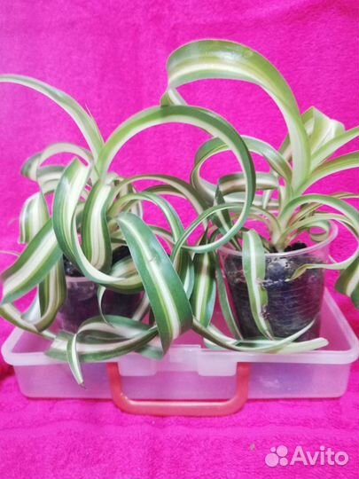 Хлорофитум кудрявый ш8