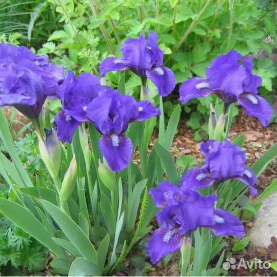 Карликовый ирис