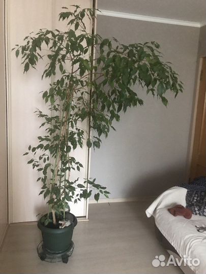 Фикус 2м30см