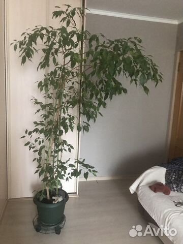 Фикус 2м30см
