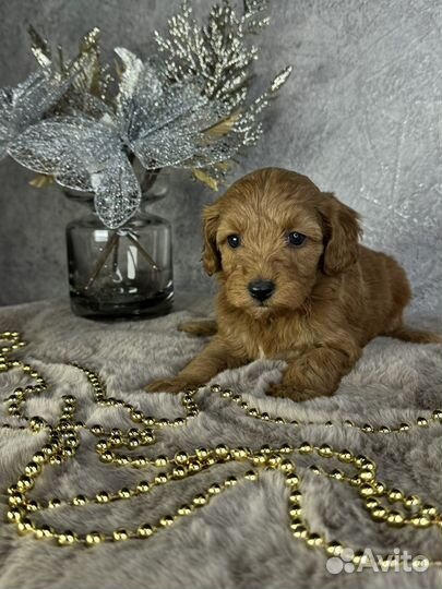 Карликовый пудель рэд браун