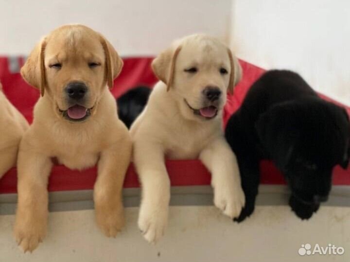Лабрадор ретривер щенки