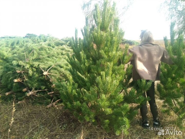 Елки (сосны) оптом от заготовителя