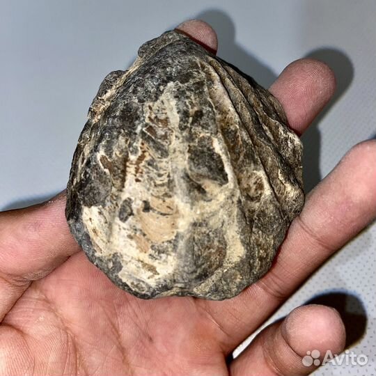 Окаменелости трилобит и двустворчатый малюск