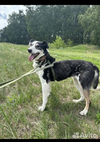 Отдам в добрые руки Нюра