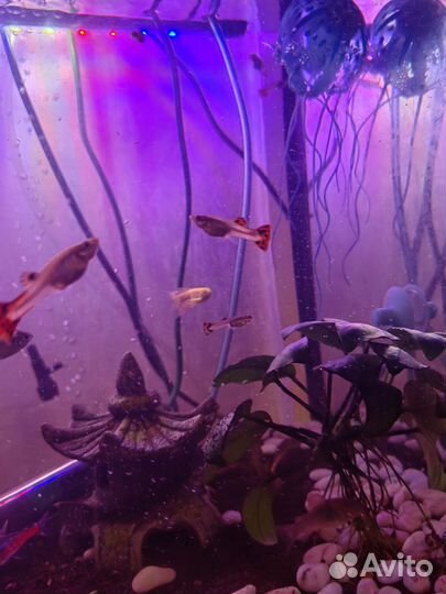 Рыбки гуппи подростки