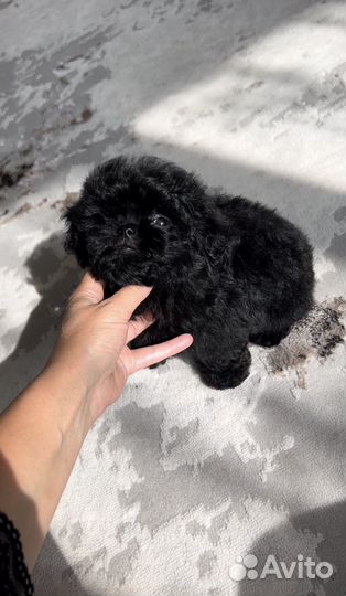 Мальтипу мини Black Китай