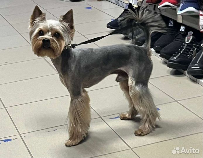 Йоркширский терьер вязка мальчик