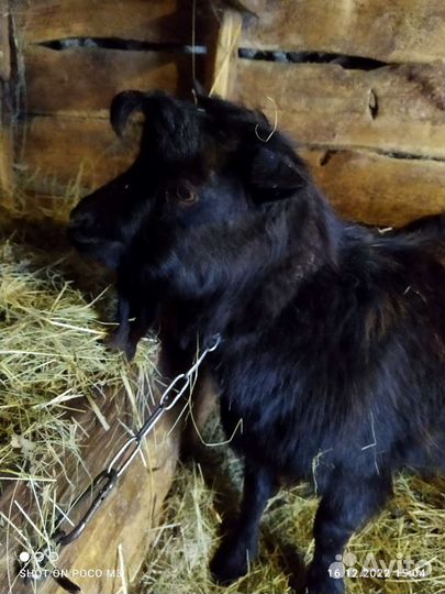 Козел на вязку