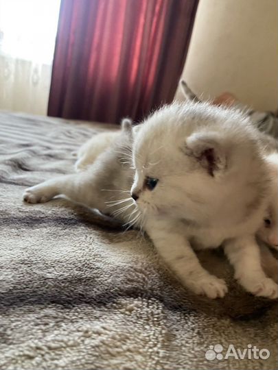 Британские котята