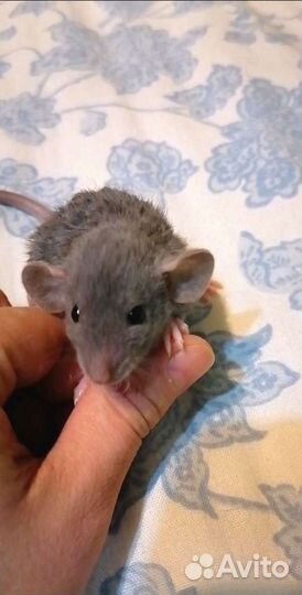 Крыса дамбо рекс, крысята малыши