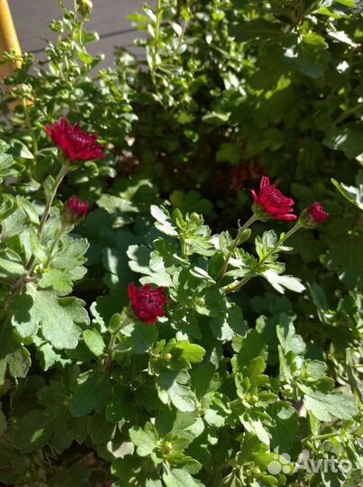 Хризантема, почвопокровники,ромашка садовая