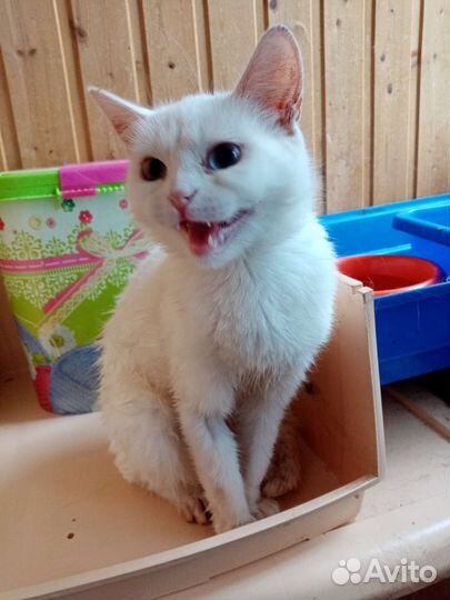 Кошка в дар