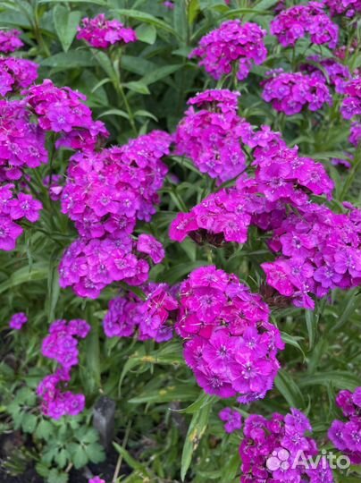 Гвоздики под срез