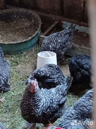 Петухи породы доминант