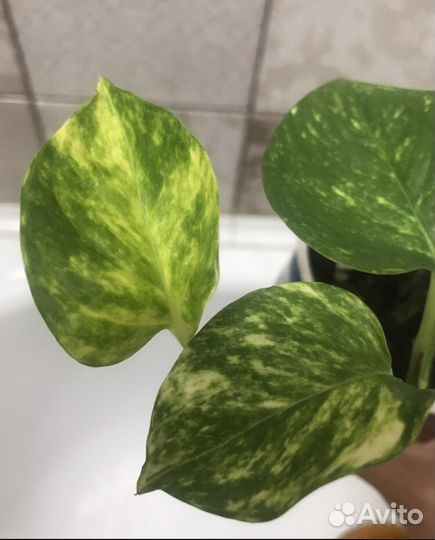 Эпипремнум