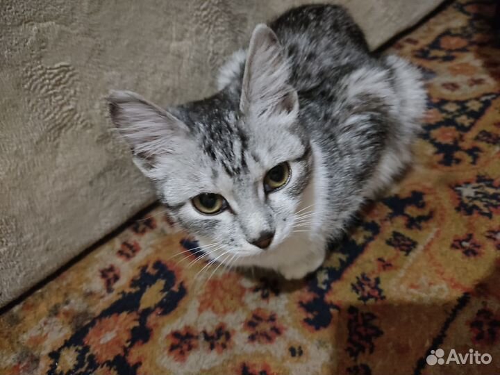 Найдена кошка