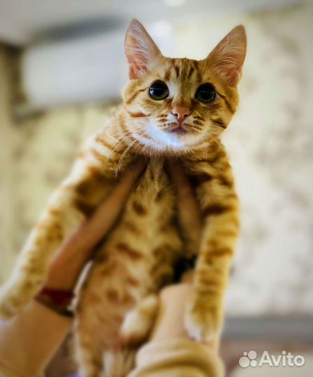 Рыжий котенок в добрые руки