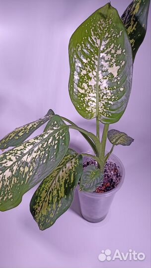 Диффенбахия