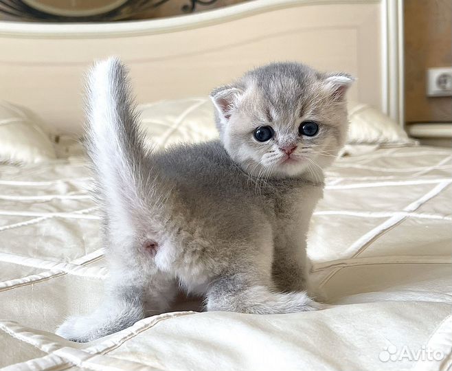 Элитная Голубая Золотая Шиншилла