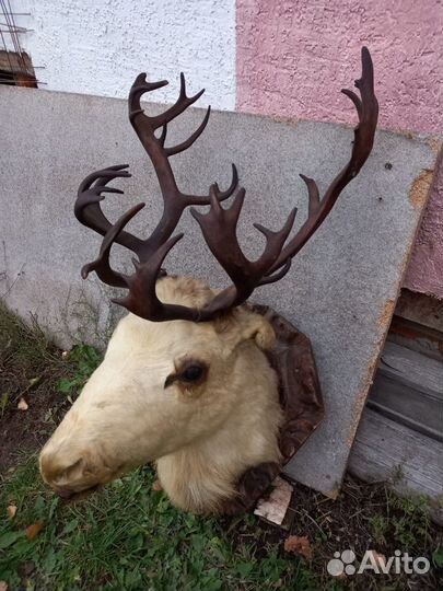 Голова оленя с рогами