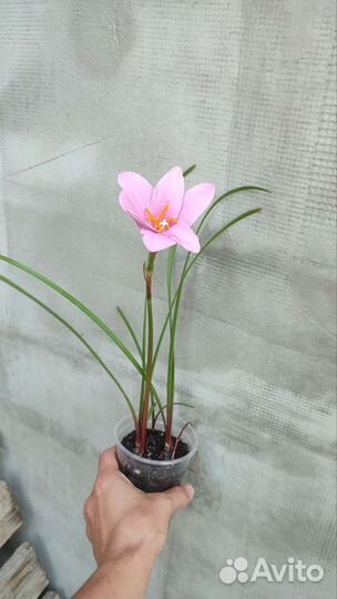 Зефирантес Розовый. Выскочка. Многолетник