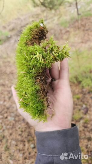 Натуральный декор-мох