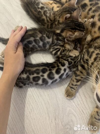 Бенгальские котята