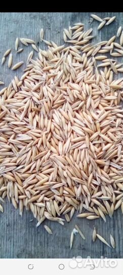 Пшеница.ячмень.овес.горох.кукуруза.отруби