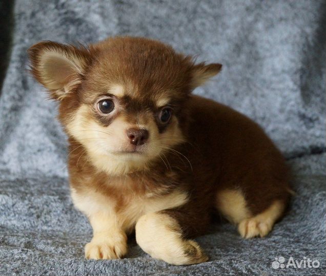 Девочка длинношерстная