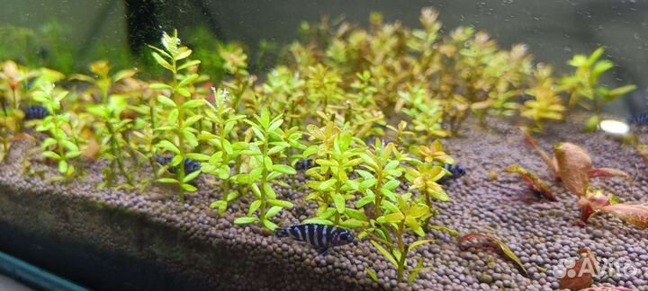 Малавийские Цихлиды демасони