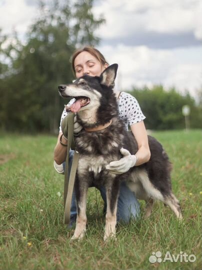 Восточноевропейская овчарка