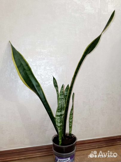 Сансевиерия лауренти