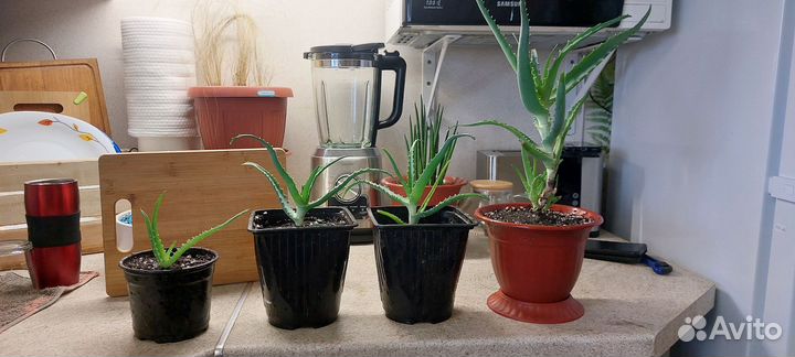 Алое - вера (столетник)