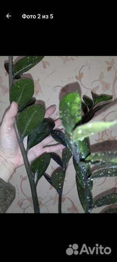 Замиокулькас черный ворон. равен