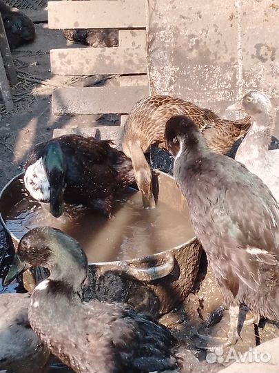 Утки Индийский бегун